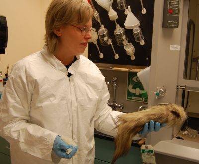 Restore Art. Analytical Testing For Arsenic & Mercury On A Wolf Hide