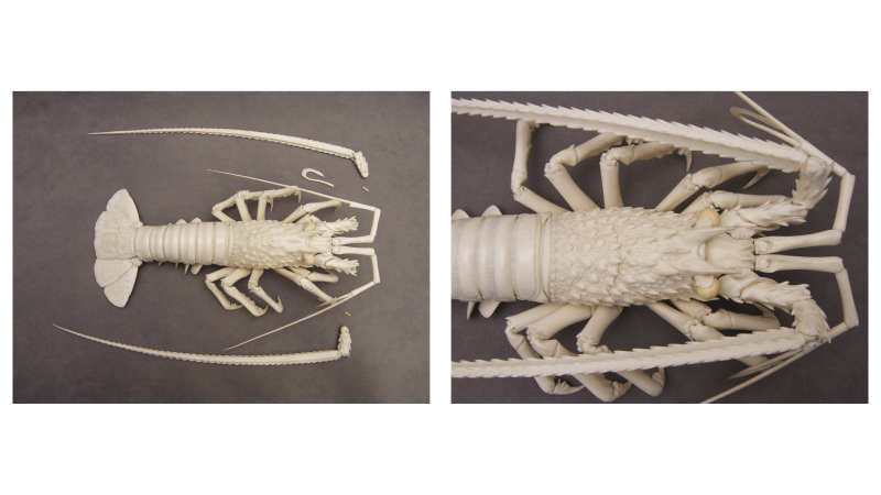 Restore Art. Carved ivory lobster. Detached parts were re-assembled with adhesive.
